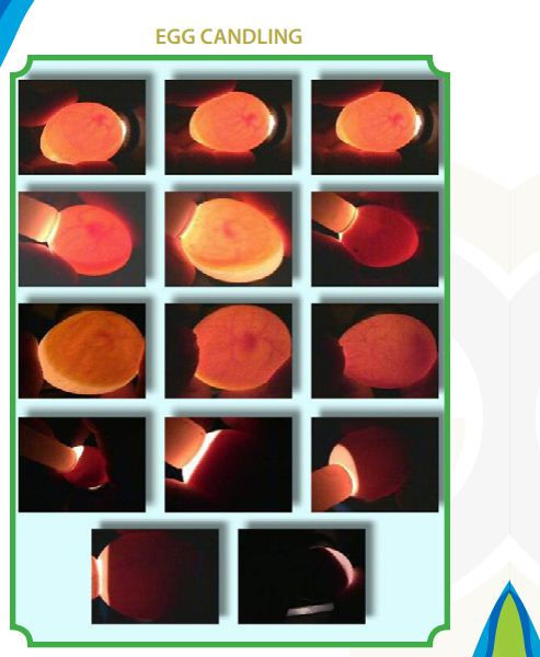 Thumbnail: DAMARU 100 Egg Capacity Semi Automatic Thermocol Incubator / Chicken Duck