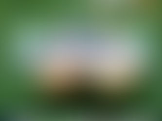 6 ขั้นตอน ปลูกกระเทียมง่ายๆ