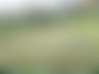 เปลี่ยนทุ่งหญ้าเป็นป่ากล้วย