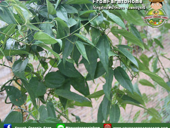 สมุนไพรไร่ครูยักษ์