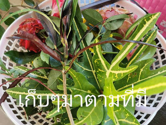 การจัดดอกไม้ ทำให้เพิ่มระดับพลังงานความสุขได้