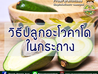 วิธีปลูกอะโวคาโดในกระถาง