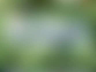 วิธีการปลูกแตงโม