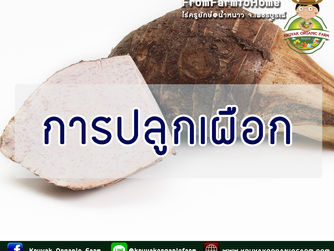 การปลูกเผือก