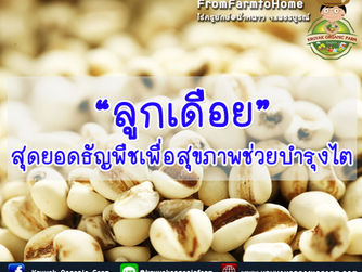 ลูกเดือย สุดยอดธัญพืชเพื่อสุขภาพช่วยบำรุงไต