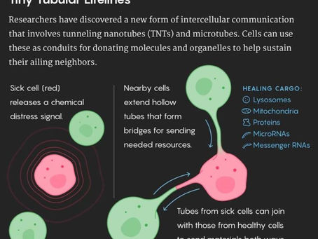 Version 7 Liebert Tiny #2 Proof