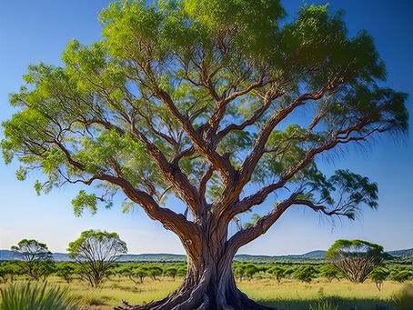 Buddha Wood Essential Oil: Grounding, Restoration, and Deep Inner Calm
