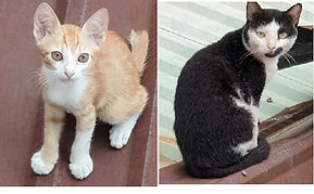 QN_2 cats.jpg