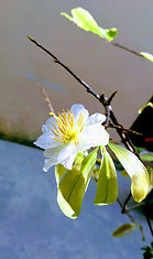 NgoThiTruongXuan_TienThay.jpg