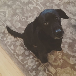 Puppy rescue
