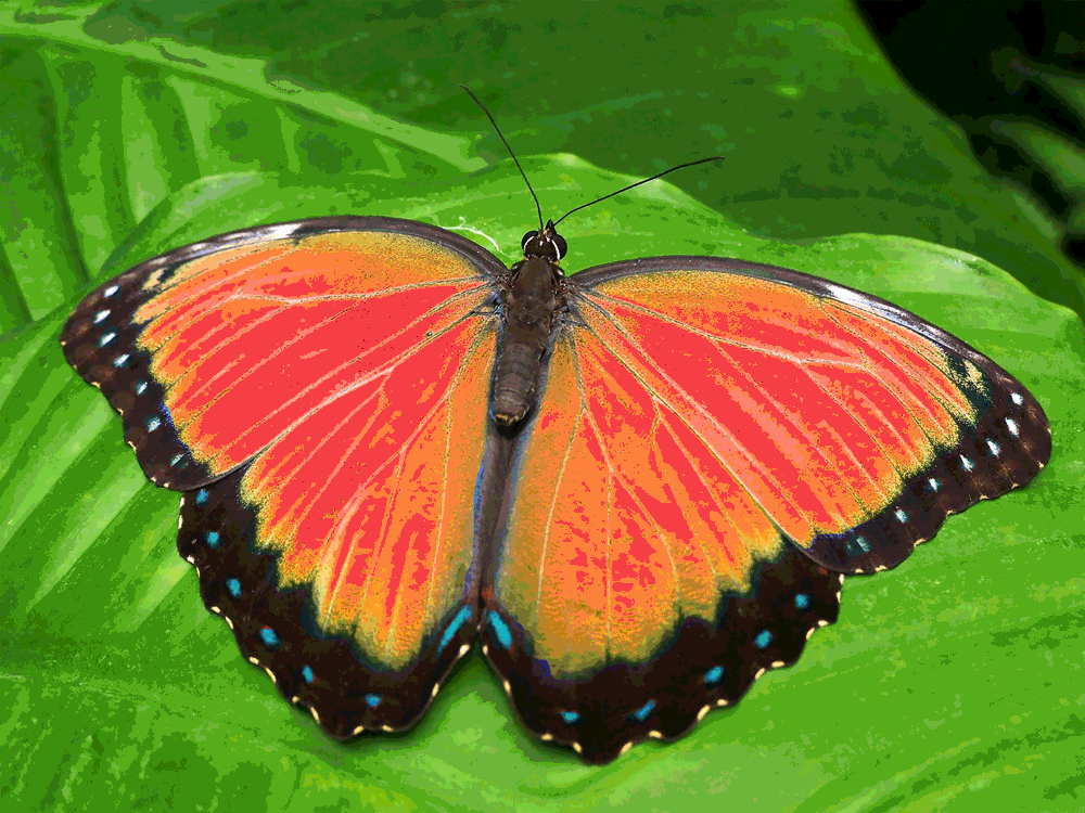 The-Butterfly.gif