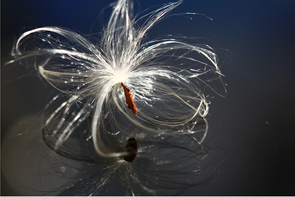 Is there anything more perfect than a milkweed seed dancing on the water?