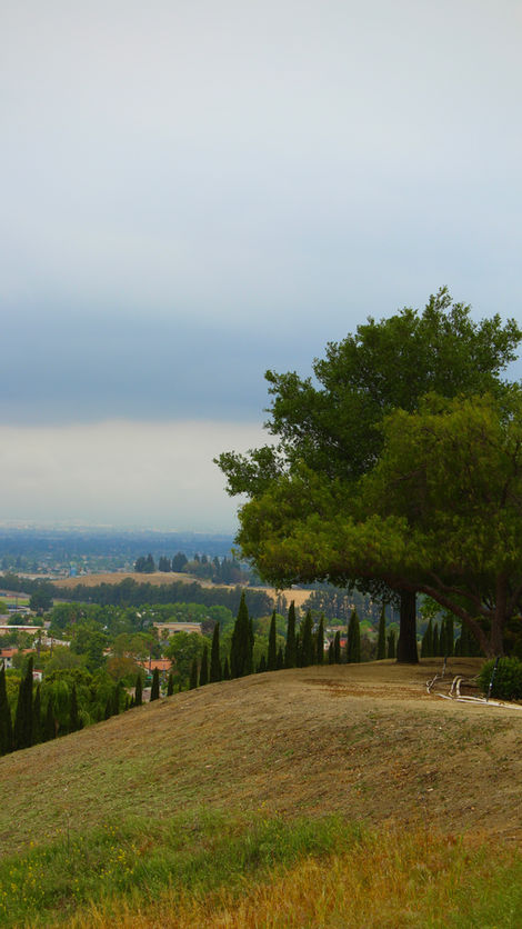 Lone pine tree on a hillside with distant valley and cloudy sky.
