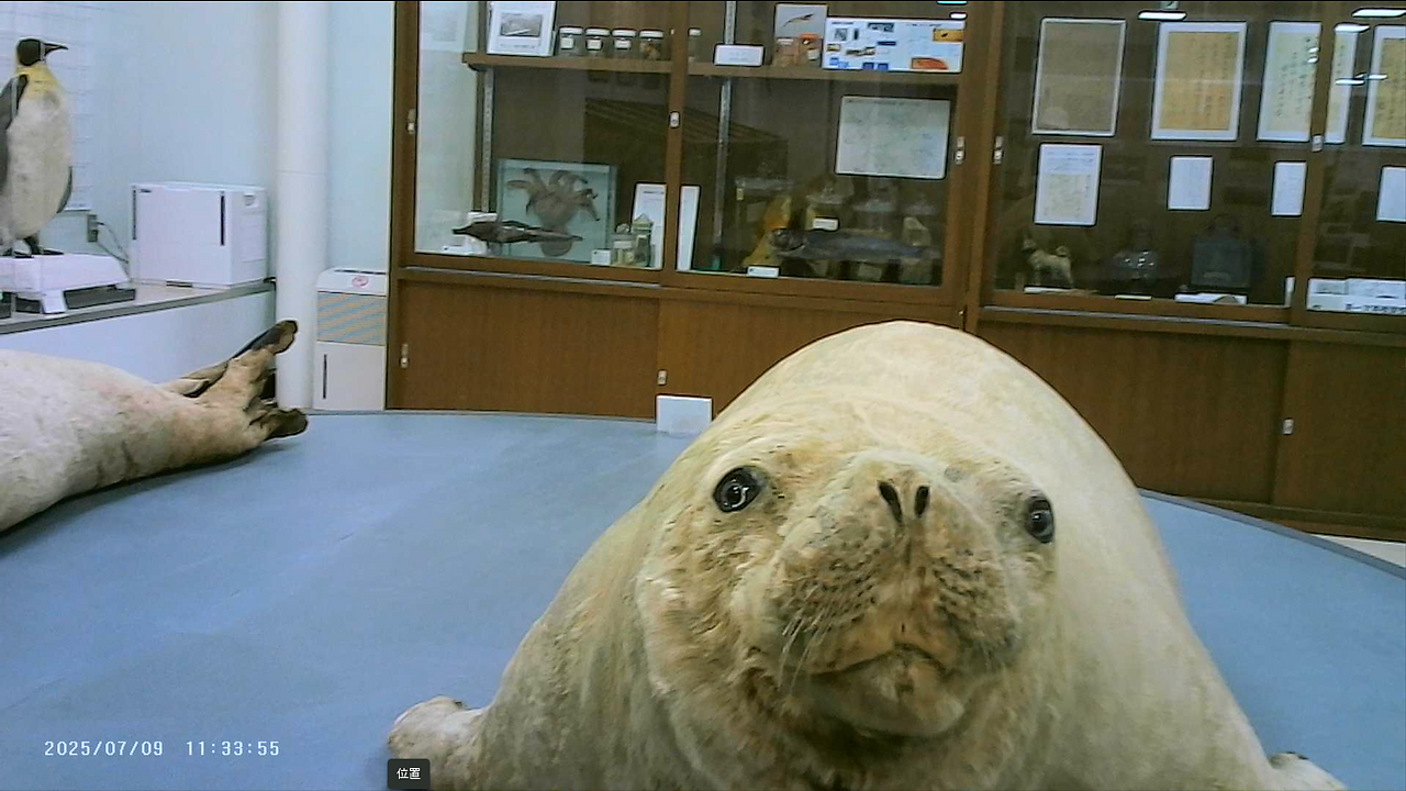 トド	