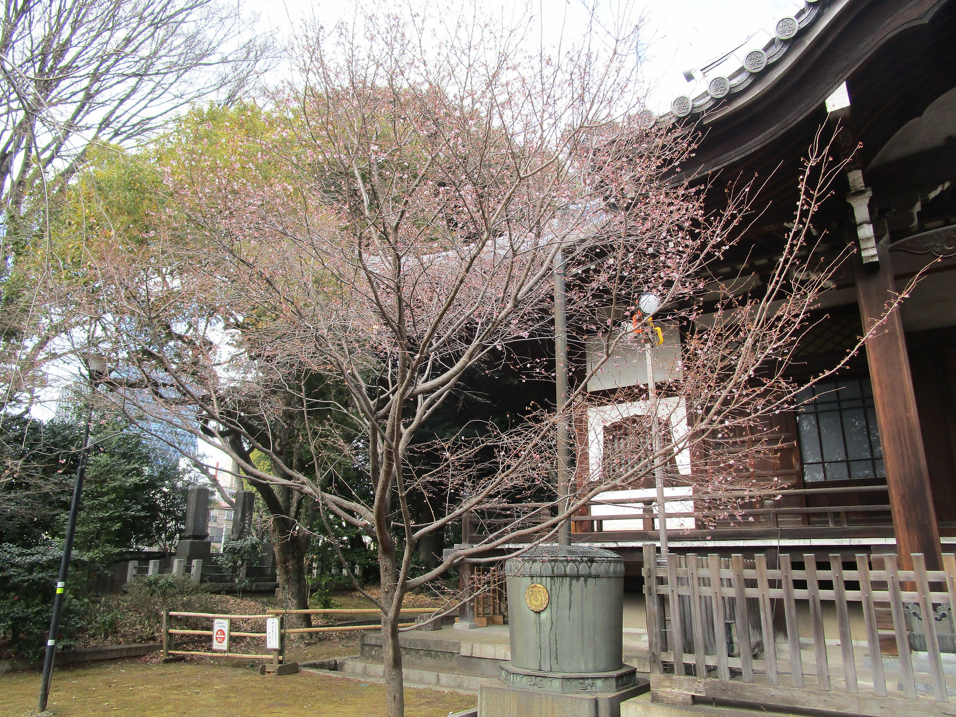 法明寺桜