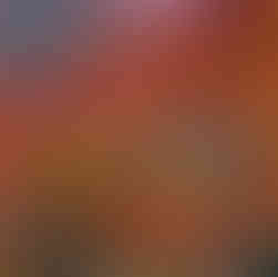 陽に映える紅葉