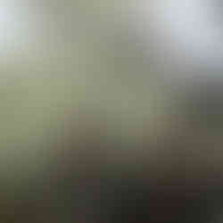 北の丸公園内のハクモクレン	