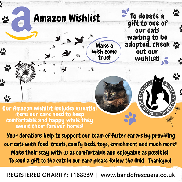 cat rescue, york cat rescue, fundraising, kitten rescue, rehome cats york, amazon wishlist, volunteering, 