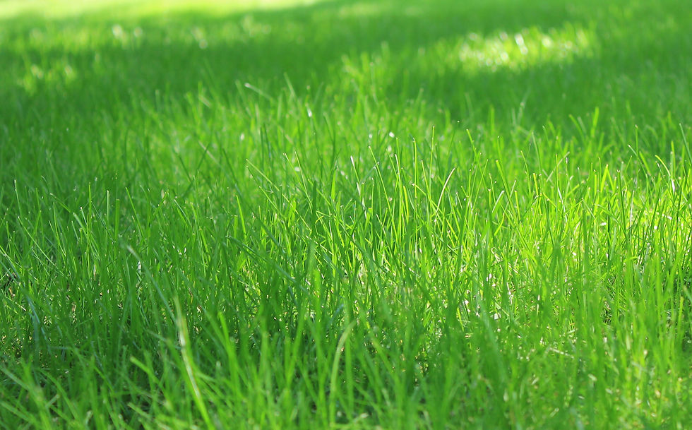 sun and shade close up copy.jpg