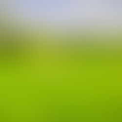 Pure Dynasty turfgrass now available on the global market