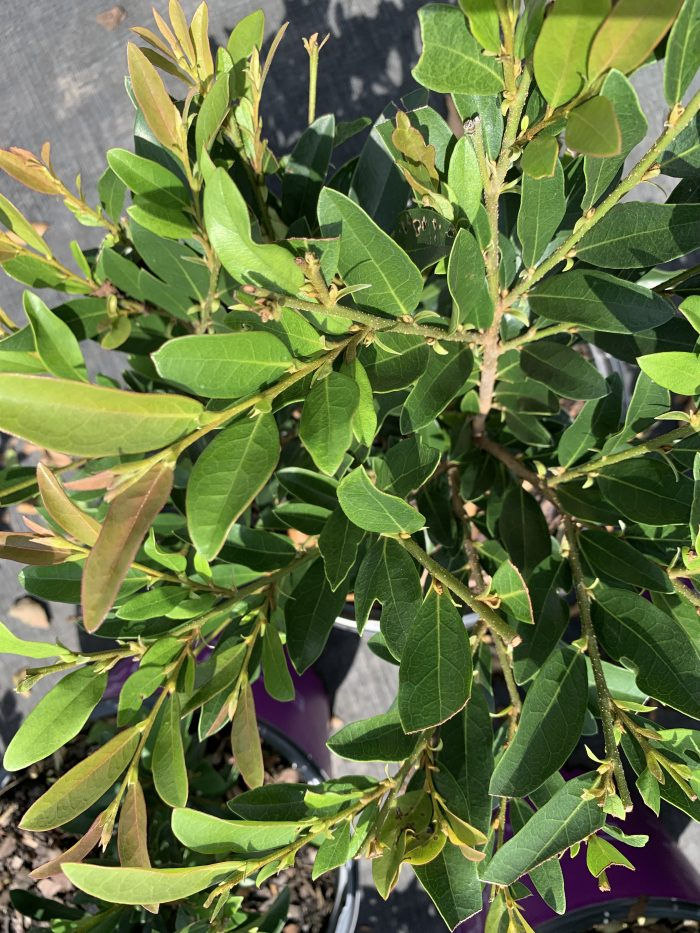 Vintage Jade Distylium NEW GROUP 80-90% ROOTED