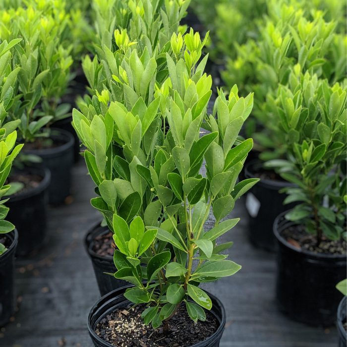 Florida Sunshine Anise