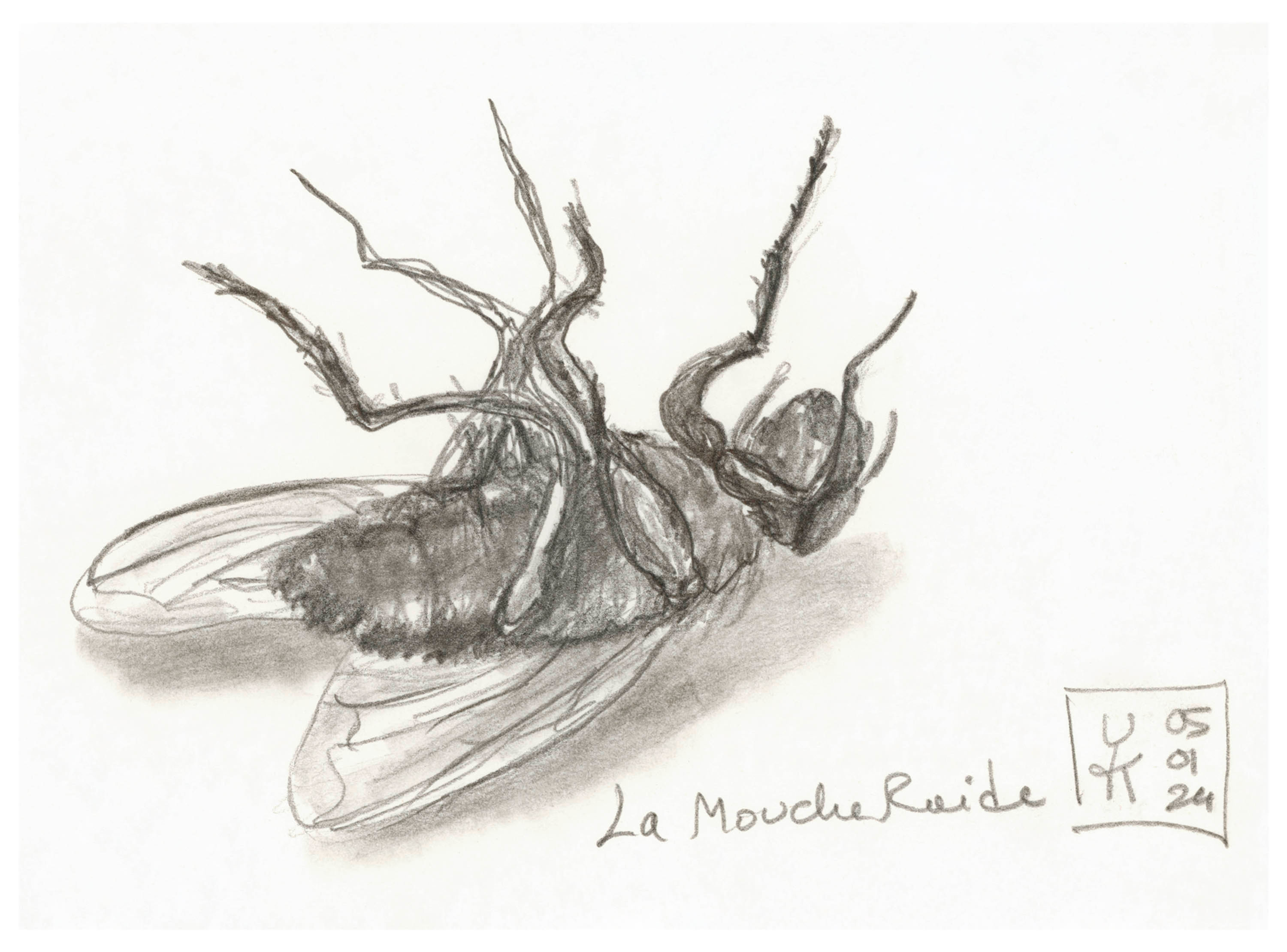 Mouche Raide Carte d'art