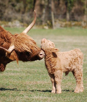 Highland cow and calf at Adam Henson's Cotswold Farm Park copy.jpeg