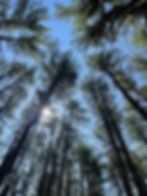 IMG_3473.jpeg