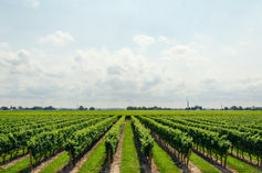 Terroir et climat : Le secret de l'expression unique du vin