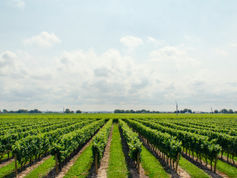 Terroir et climat : Le secret de l'expression unique du vin