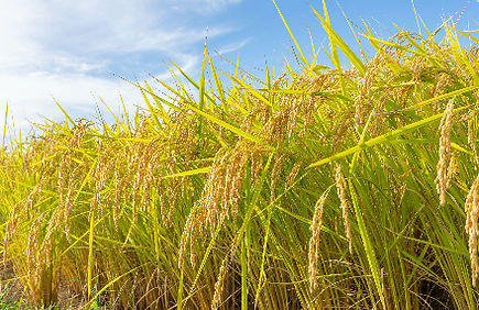 特別栽培米の販売