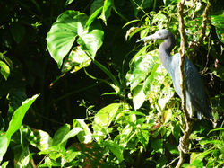 La faune de tortugero