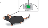 Mouse.png