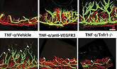 micc12802-fig-0004-m_edited.jpg