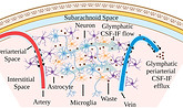 wsbm1582-fig-0001-m.jpg