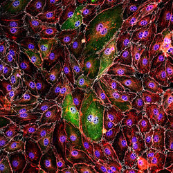 Activated LEC Monolayer