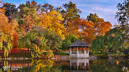 duck pond.png