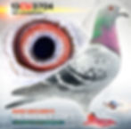 PIGEON PHOTOGRAPHY by PIGEONATION