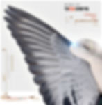 PIGEON PHOTOGRAPHY by PIGEONATION