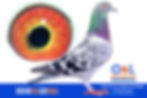 3939_CU_20_OL
