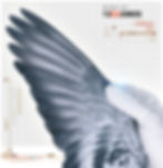 PIGEON PHOTOGRAPHY by PIGEONATION