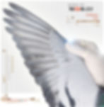 PIGEON PHOTOGRAPHY by PIGEONATION