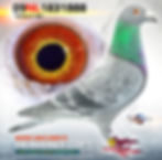 PIGEON PHOTOGRAPHY by PIGEONATION
