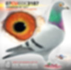 PIGEON PHOTOGRAPHY by PIGEONATION