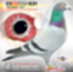 PIGEON PHOTOGRAPHY by PIGEONATION