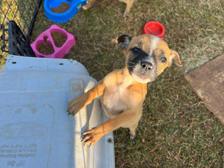 Feira temática Cachorro Louco, Louco por um Lar movimenta adoções neste sábado em Erechim