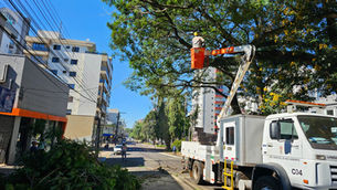 Arborização urbana requer atenção, cuidado, conhecimento específico e manutenção permanente