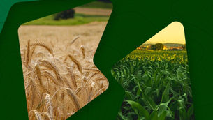 Getúlio Vargas sediará o XIII Fórum Norte Gaúcho do Trigo e do Milho no dia 24 de abril