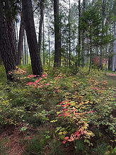 trees and shrubs.jpeg